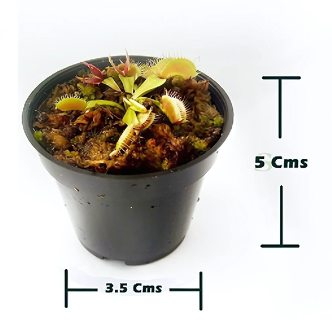 Vista 3 de PLANTA VENUS CARNÍVORA - TAMAÑO MATERA: P5 Cuadrada 5x5cm Planta Pequeña, TIPO DE PLANTA: Venus Verde Típica